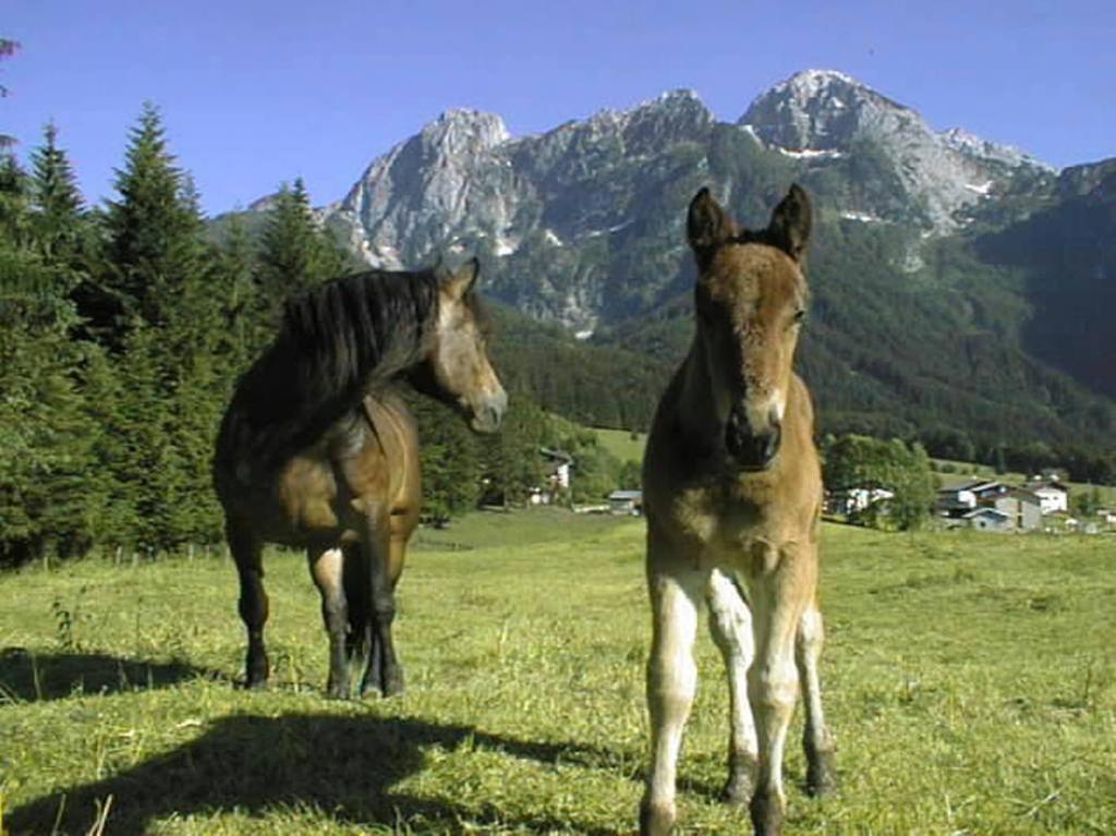 Schoerghof アプテナウ エクステリア 写真